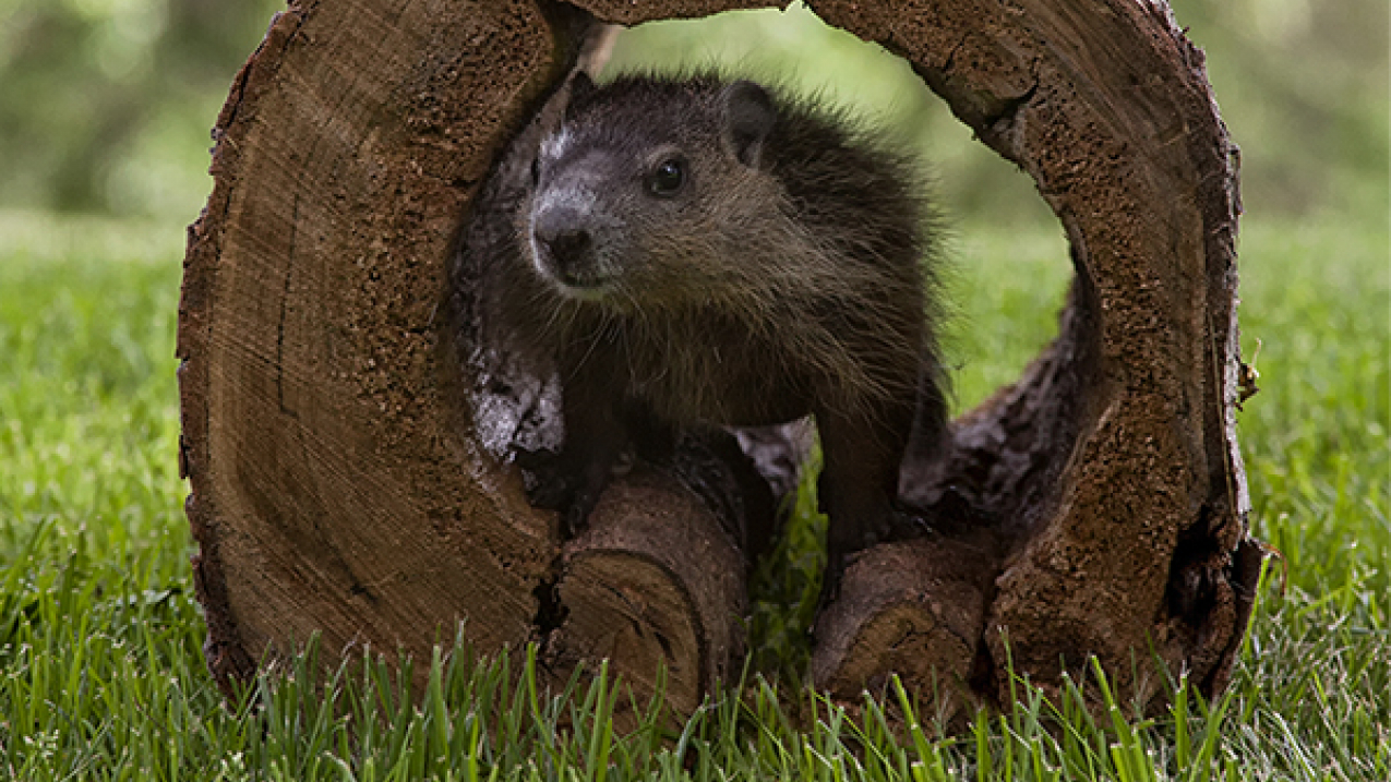 Groundhog Day: How seeing shadows, or not, stacks up against